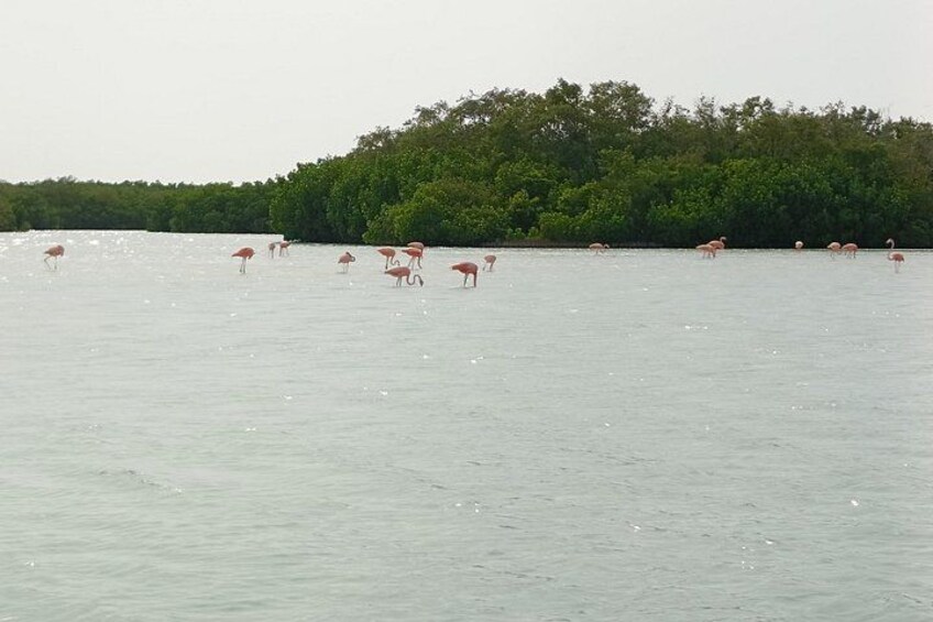 Un plan d’eau calme où se tiennent plusieurs flamants roses. 5
