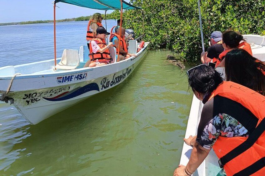Un bateau transportant des personnes portant des gilets de sauvetage, naviguant dans une zone de mangroves. 1