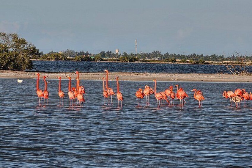 Nature Tour in Rio Lizards: Crocodiles and Flamingos 4