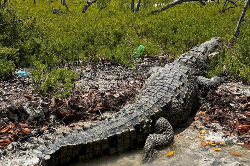 Un grand crocodile dans un environnement naturel, avec une végétation verdoyante et une surface en béton. 3