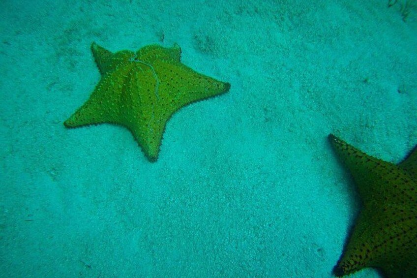A green starfish on a sandy seabed. 3