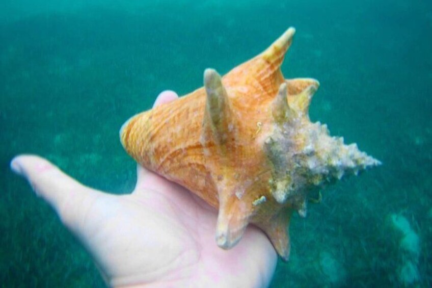 Conch 5
