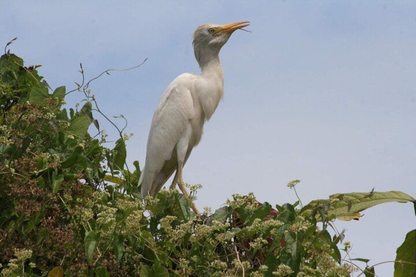 cattle egret 3