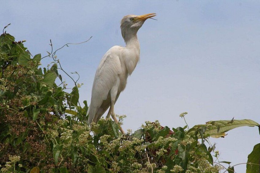 A white bird with an orange beak standing on a plant. 4