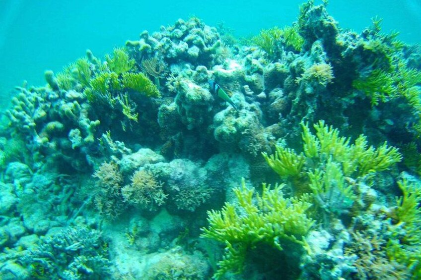 A coral reef with various types of coral and marine life. 5