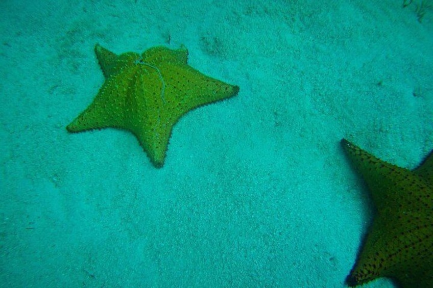 Starfish 2