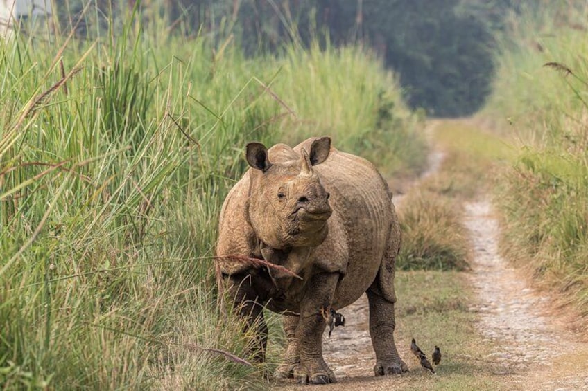 A rhino walking on a dirt path surrounded by tall grass. 1
