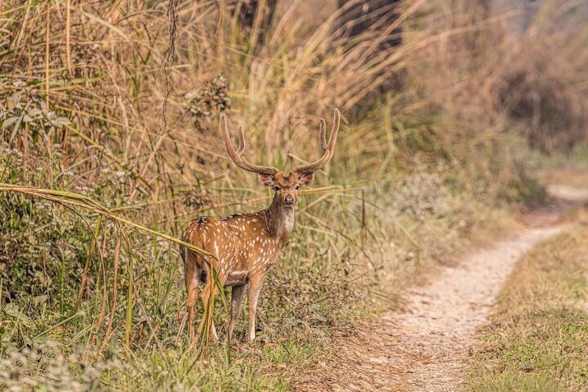 A deer standing on a dirt path surrounded by tall grass and shrubs. 4