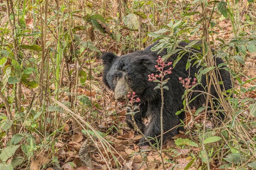 A bear in a forested area with dense vegetation and leaf-covered ground. 3