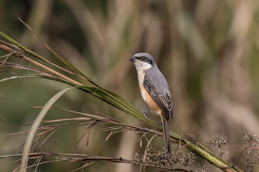 A bird perched on a branch with a blurred natural background. 5