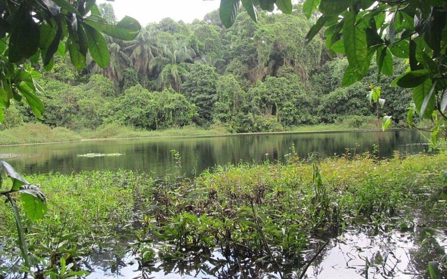 A calm lake surrounded by dense greenery and trees. 1