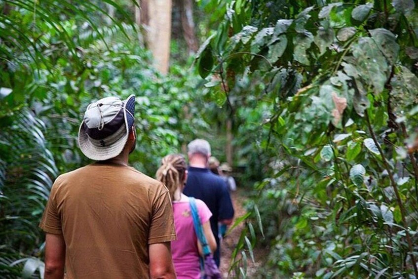 A person walking through a dense, green forest. 5