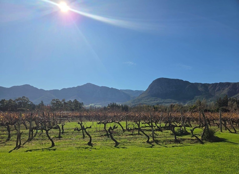 A vineyard with rows of grapevines under a clear sky. 5