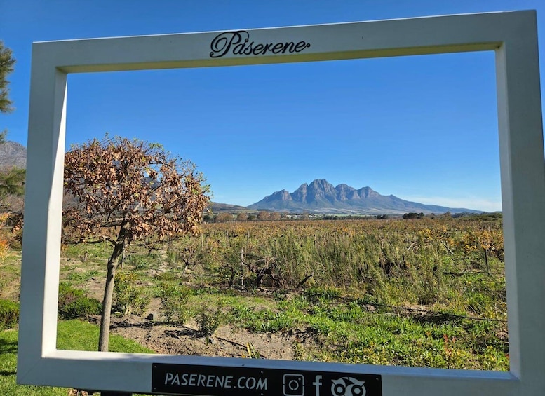 A vineyard with a mountain in the background and a sign that reads 'Paserene.' 4