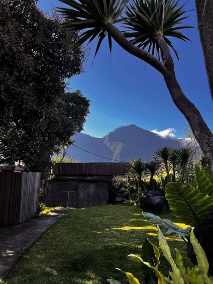 A lush garden with palm trees, a wooden fence, and a view of a mountain. 4