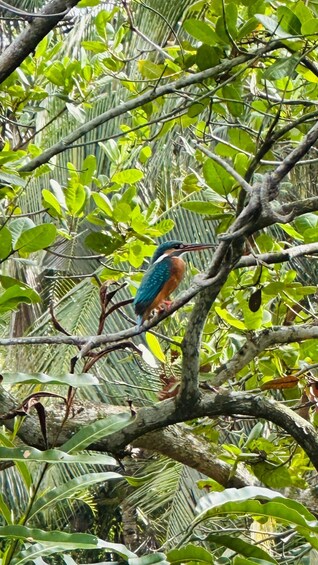 A bird perched on a tree branch amidst dense foliage. 3