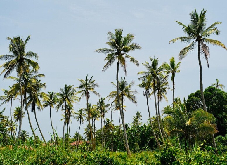 A tropical landscape with tall palm trees and dense green foliage. 4