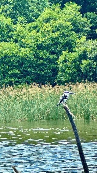 A bird perched on a branch over water with a dense green forest in the background. 2