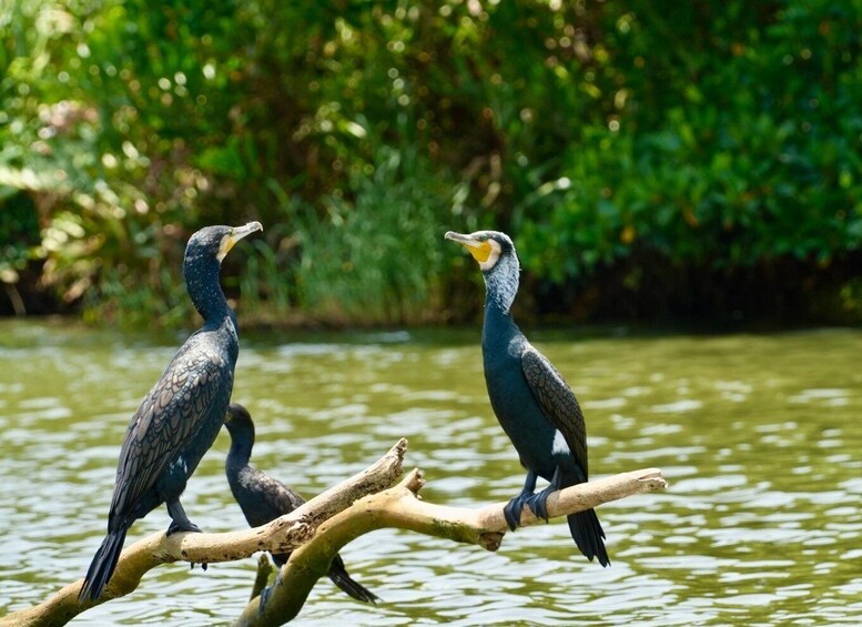 Two cormorants perched on a branch over water with dense greenery in the background. 1