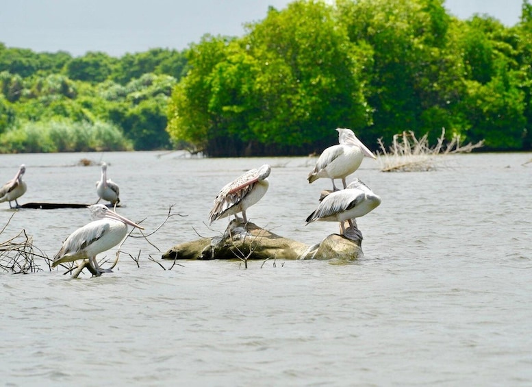 Picture 18 for Activity Negombo to Muthurajawela Wetlands Eco Birdwatching Boat Tour 2