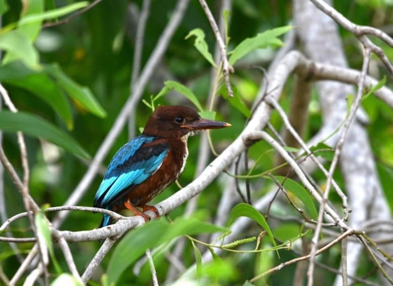 A bird perched on a branch amidst green foliage. 4