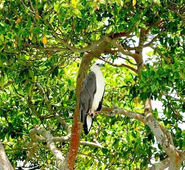 A bird perched on a tree branch. 5