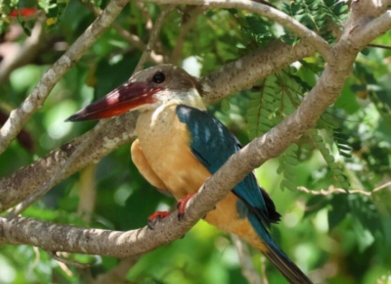 A bird perched on a tree branch. 2