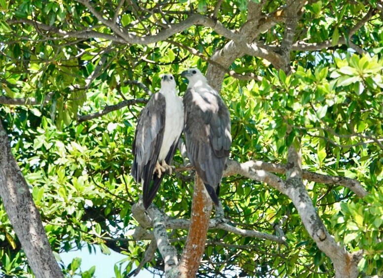Two birds perched on a tree branch amidst dense green foliage. 3
