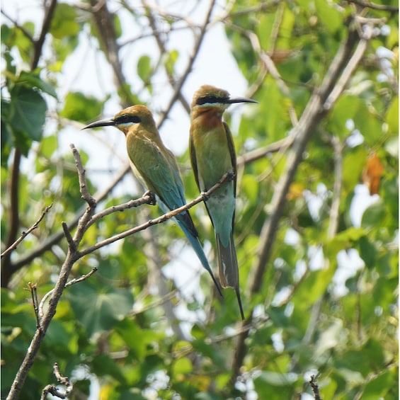 Picture 17 for Activity Negombo to Muthurajawela Wetlands Eco Birdwatching Boat Tour 2