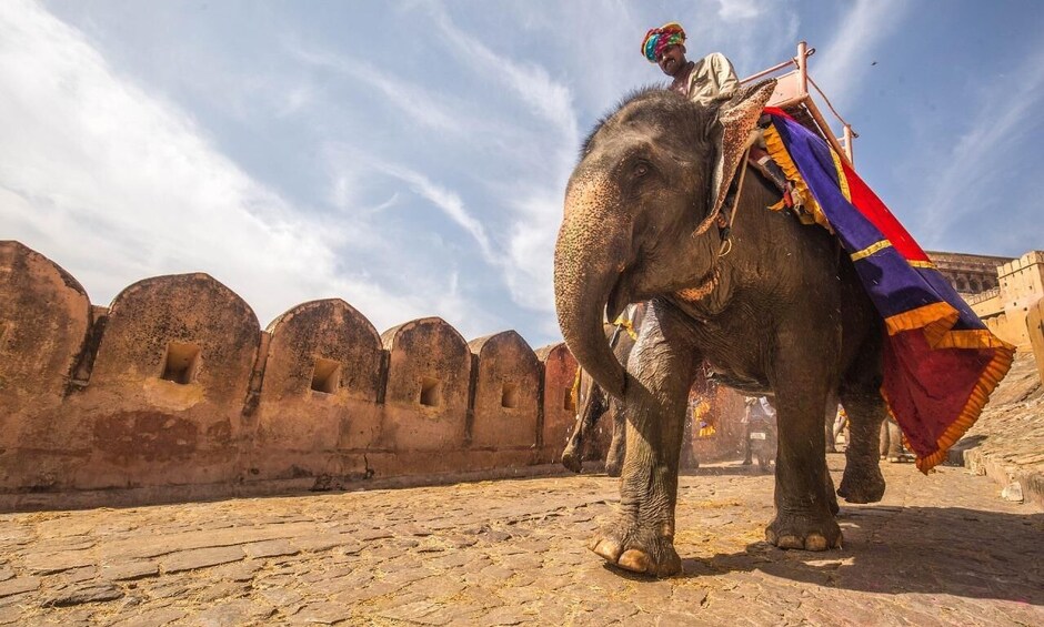 An elephant with a rider, a decorated saddle, and a historic wall in the background. 1