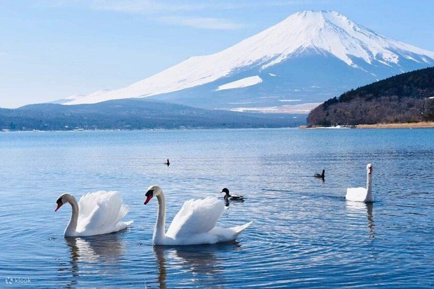 Swans on a lake with a snow-capped mountain in the background. 5