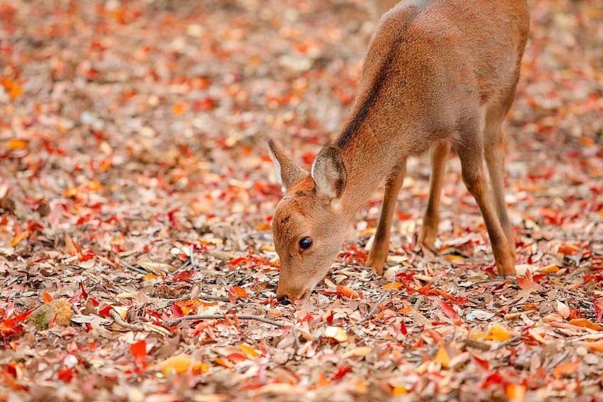 A deer grazing on a ground covered with autumn leaves. 1