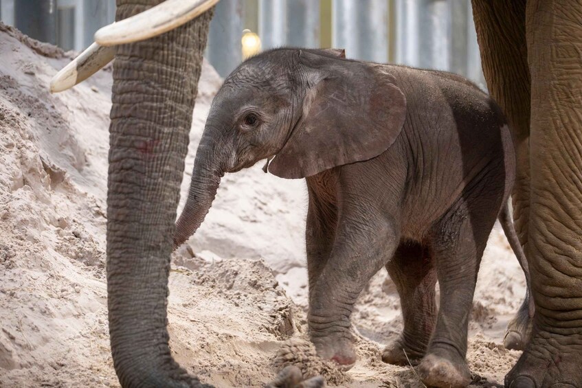An elephant calf walking on sandy ground with a fence in the background. 3