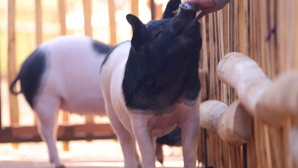 A pig with a black and white coat standing near a wooden fence. 4