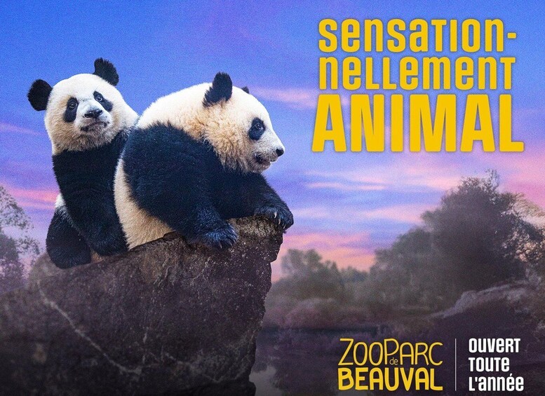 Two pandas on a rock with a sunset in the background. 1