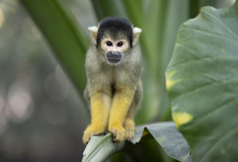 A monkey sitting on a leaf. 5