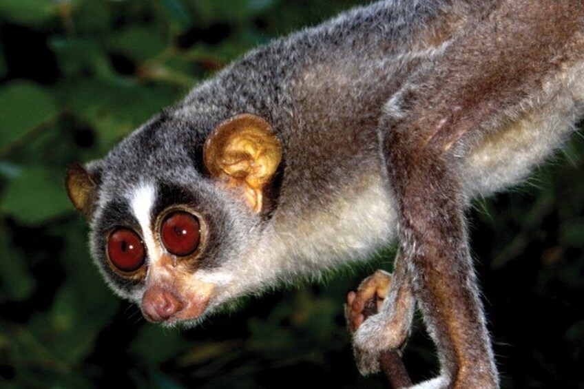 A lemur with large red eyes and a greyish-brown fur coat. 1