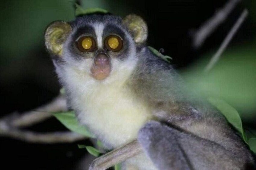 A lemur with large yellow eyes, white fur, and a dark face. 2