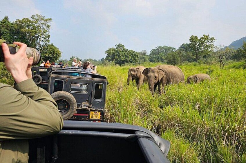 A safari vehicle with people taking photos of elephants in a grassy field. 5