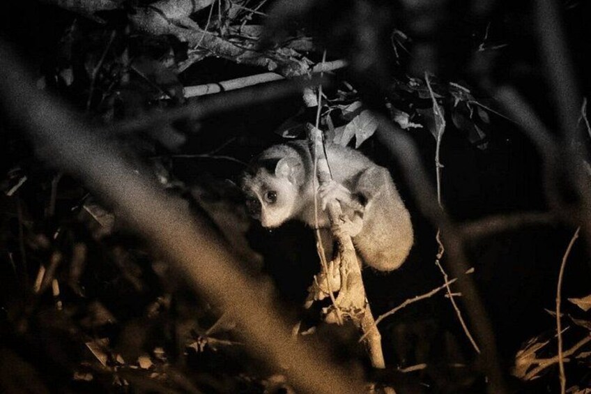 A nocturnal animal in a forested area, partially obscured by branches and leaves. 4