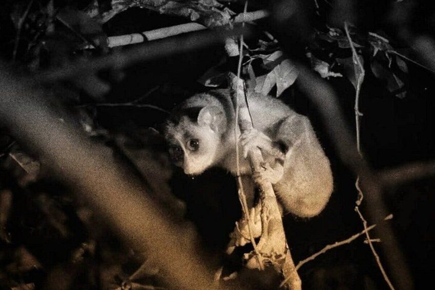 A lemur clinging to a tree branch at night. 3