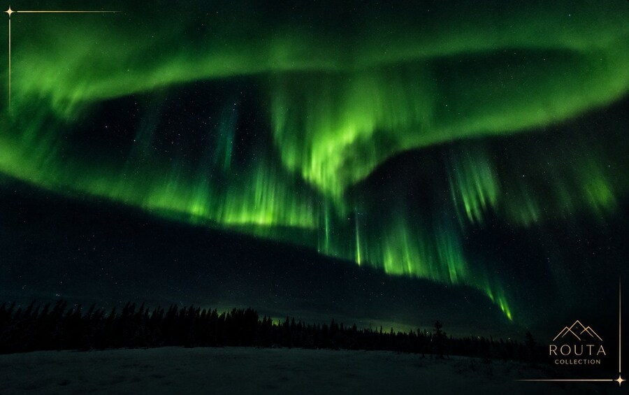 The Northern Lights over a snowy landscape with a forest in the foreground. 4
