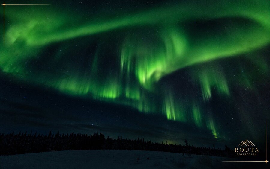 The Northern Lights over a snowy landscape with a forest in the foreground. 1