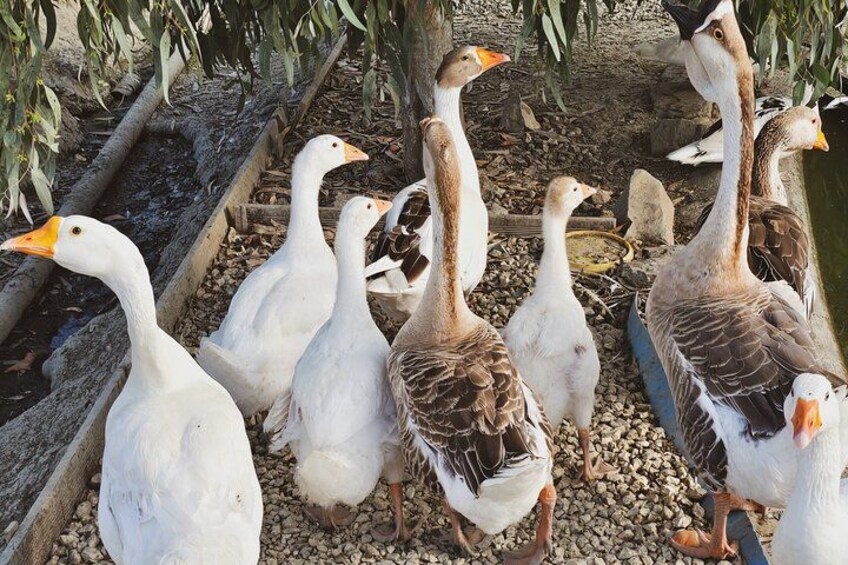 A group of geese near a pond with a wooden fence and gravel ground. 5