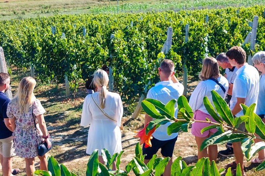 "Wine tastes better when shared—gather your friends and family for a relaxing day of flavors, laughter, and stunning vineyard views." ️ 2