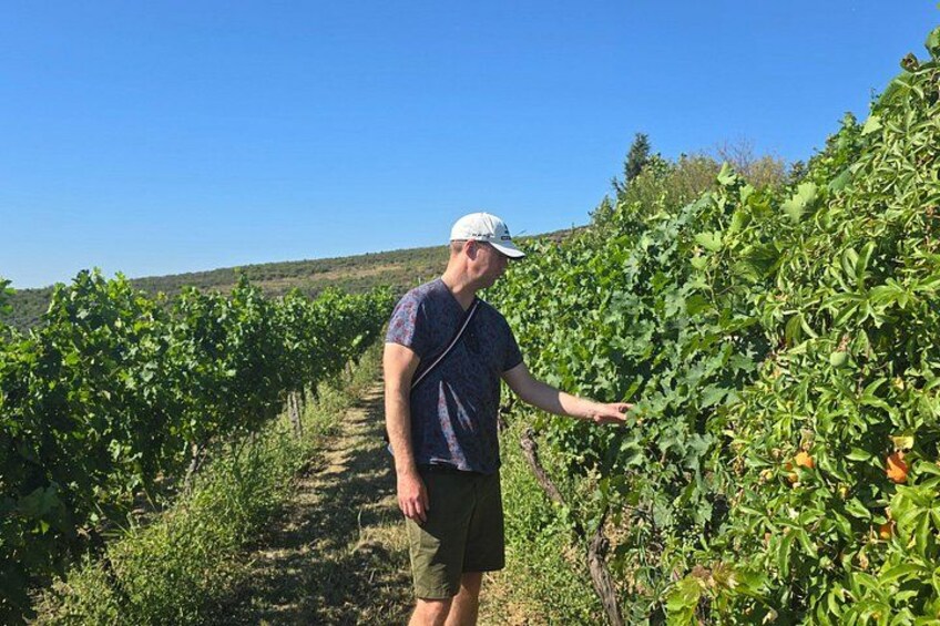 Durrës Countryside Vineyard Experience with Wine & Food Pairing 5
