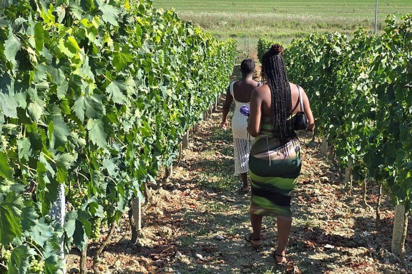 Durrës Countryside Vineyard Experience with Wine & Food Pairing 4
