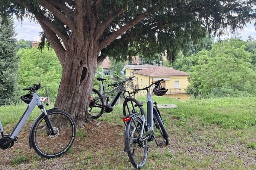 A large tree with bicycles parked against it, a grassy area, and a yellow building in the background. 2