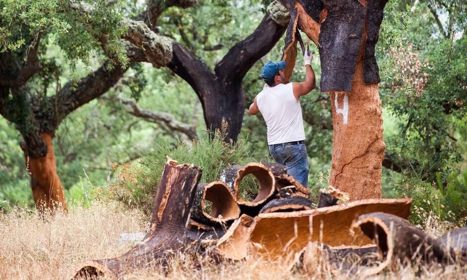 A person cutting a tree trunk in a forest. 2