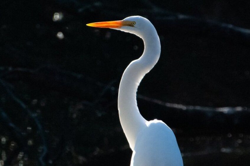 Hilton Head Outback: Small-Group Private Tour 4